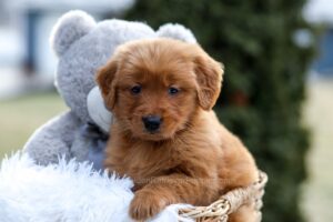 Image of Evvie, a Golden Retriever puppy