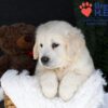 Image of Jack, a Golden Retriever puppy