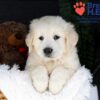 Image of Jack, a Golden Retriever puppy