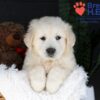 Image of Jack, a Golden Retriever puppy