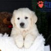 Image of Jack, a Golden Retriever puppy