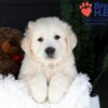 Image of Jack, a Golden Retriever puppy