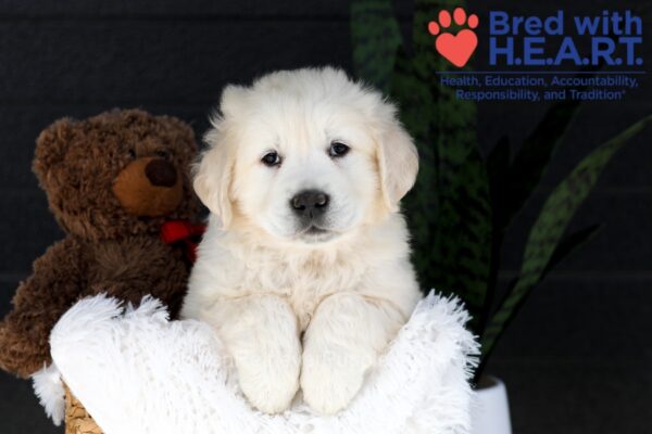 Image of Jack, a Golden Retriever puppy