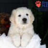 Image of Jack, a Golden Retriever puppy