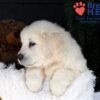 Image of Jack, a Golden Retriever puppy