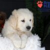 Image of Jack, a Golden Retriever puppy