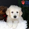 Image of Jill, a Golden Retriever puppy