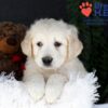 Image of Jill, a Golden Retriever puppy