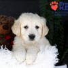 Image of Jill, a Golden Retriever puppy