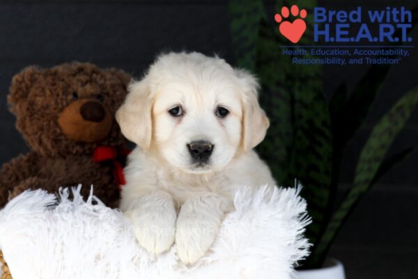 Image of Jill, a Golden Retriever puppy