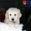 Image of Jill, a Golden Retriever puppy