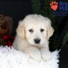 Image of Jill, a Golden Retriever puppy