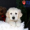 Image of Jill, a Golden Retriever puppy