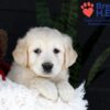 Image of Jill, a Golden Retriever puppy