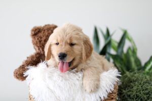 Image of Kane, a Golden Retriever puppy