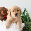 Image of Karla, a Golden Retriever puppy