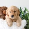 Image of Karla, a Golden Retriever puppy