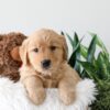 Image of Karla, a Golden Retriever puppy