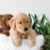 Image of Karla, a Golden Retriever puppy