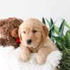 Image of Karla, a Golden Retriever puppy