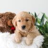 Image of Karla, a Golden Retriever puppy