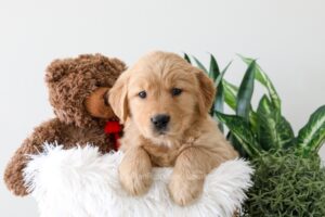 Image of Karla, a Golden Retriever puppy