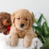 Image of Kassidee, a Golden Retriever puppy