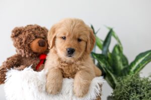 Image of Kassidee, a Golden Retriever puppy