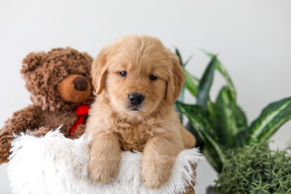 Image of Kassidee, a Golden Retriever puppy