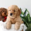 Image of Kassidee, a Golden Retriever puppy