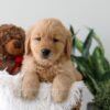 Image of Kassidee, a Golden Retriever puppy