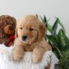 Image of Kassidee, a Golden Retriever puppy