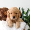 Image of Kassidee, a Golden Retriever puppy