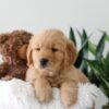 Image of Kassidee, a Golden Retriever puppy