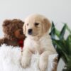 Image of Kayla, a Golden Retriever puppy