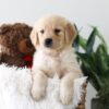 Image of Kayla, a Golden Retriever puppy