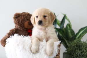 Image of Kayla, a Golden Retriever puppy