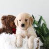 Image of Kayla, a Golden Retriever puppy