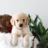 Image of Kayla, a Golden Retriever puppy