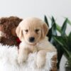 Image of Kayla, a Golden Retriever puppy