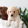 Image of Kayla, a Golden Retriever puppy