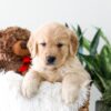 Image of Kelsey, a Golden Retriever puppy