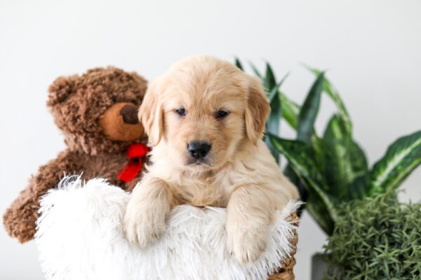 Image of Kelsey, a Golden Retriever puppy