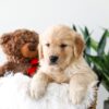 Image of Kelsey, a Golden Retriever puppy