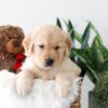 Image of Kelsey, a Golden Retriever puppy