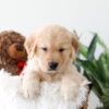 Image of Kelsey, a Golden Retriever puppy