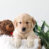 Image of Kelsey, a Golden Retriever puppy