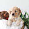 Image of Kelsey, a Golden Retriever puppy