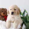 Image of Kiki, a Golden Retriever puppy