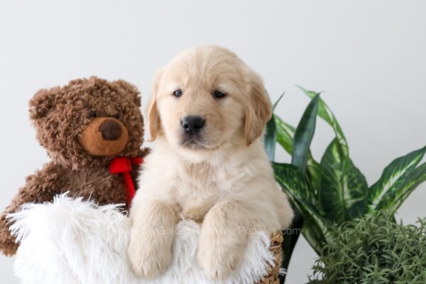 Image of Kiki, a Golden Retriever puppy